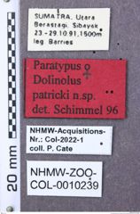 Etiketten zu Drapetes haemorrhoidalis (NHMW-ZOO-COL-0010239)